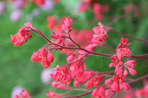 Tűzeső / Heuchera 'Wildberry'