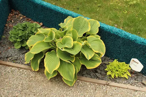 Árnyékliliom / Hosta 'Blue Cadet'