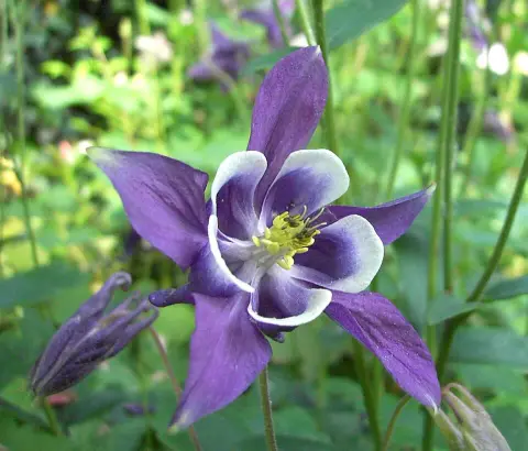 Réti harangláb / Aquilegia vulgaris 'Green Apples'