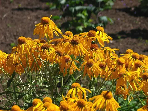 Kopasz napfényvirág / Hymenoxys (syn. Helenium) hoopesii