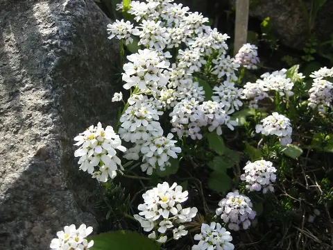 Korai tatárvirág / Iberis saxatilis