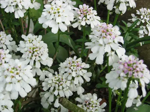 Örökzöld tatárvirág / Iberis sempervirens