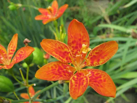 Leopárdliliom / Iris domestica (syn. Belamcanda chinensis)