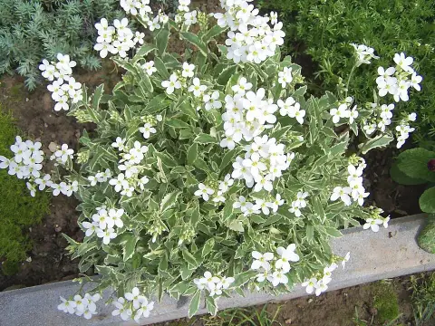Kaukázusi ikravirág / Arabis caucasica LITTLE TREASURE 'White'