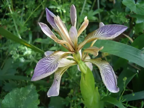 Gyöngyös nőszirom / Iris foetidissima