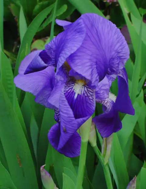 Kék nőszirom / Iris × germanica 'Rose de Perse'