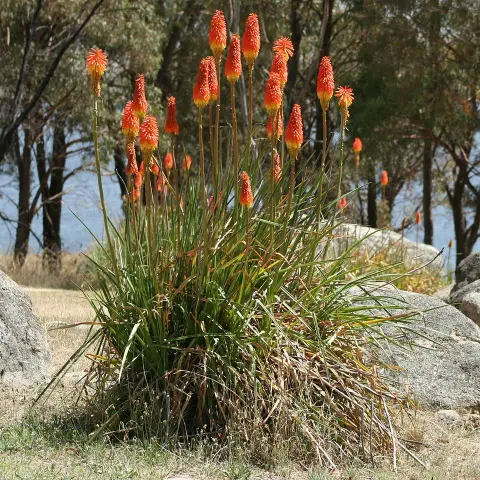 Fáklyaliliom / Kniphofia 'Wrexham Buttercup'