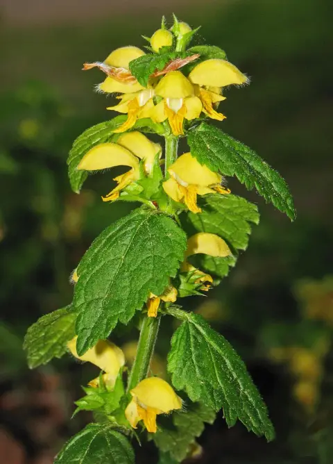 Erdei sárgaárvacsalán / Lamium galeobdolon