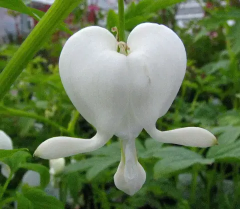 Nagy szívvirág / Lamprocapnos (syn. Dicentra) spectabilis 'Valentine'