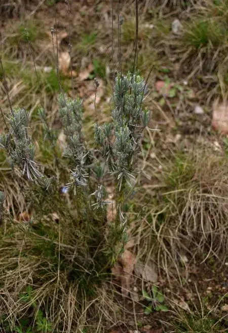 Angol levendula / Lavandula angustifolia 'Forever Blue'