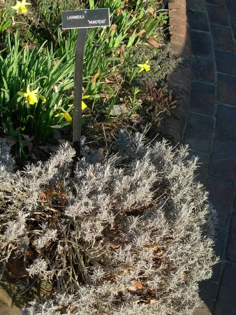 Angol levendula / Lavandula angustifolia 'Munstead'