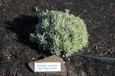 Hibrid levendula / Lavandula × intermedia 'Exceptional'