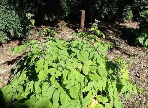 Szívlevelű arália / Aralia cordata 'Sun King'
