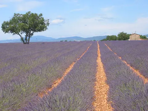 Hibrid levendula / Lavandula × intermedia 'Provence'
