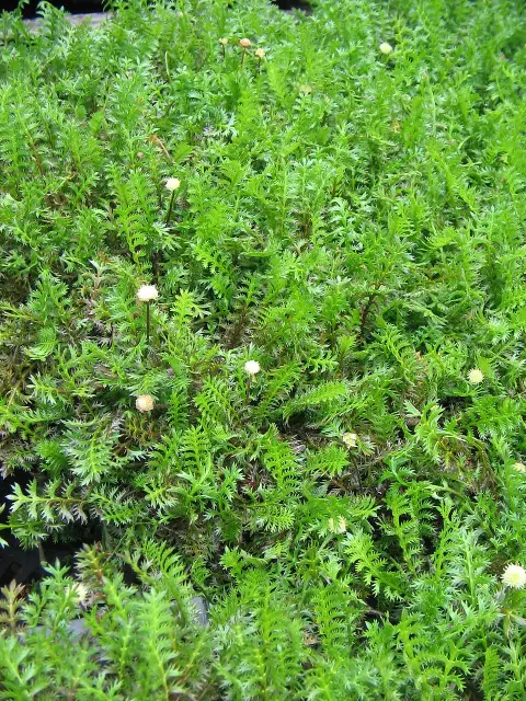 Barna lúgvirág / Leptinella squalida 'Platt's Black'