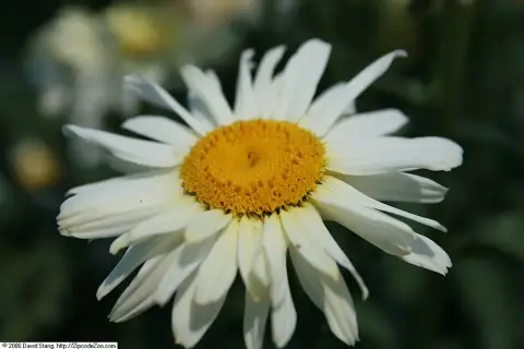 Margaréta / Leucanthemum BROADWAY LIGHTS® 'Cream'