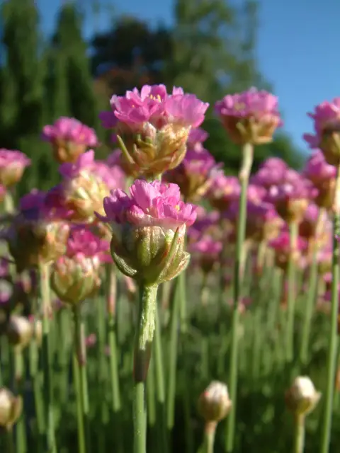 Borókalevelű pázsitszegfű / Armeria maritima