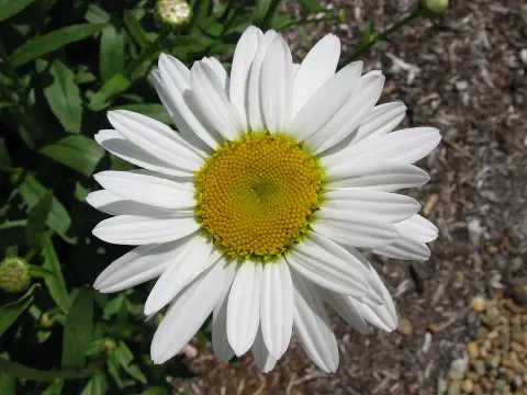 Hegyi margaréta / Leucanthemum × superbum 'Real Dream'