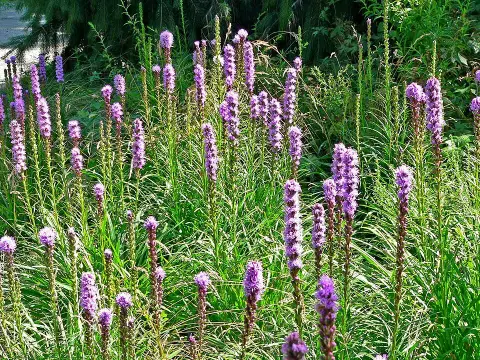 Füzéres díszcsorba / Liatris spicata