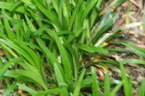 Gyöngyikés gyepliliom / Liriope muscari 'Monroe White'