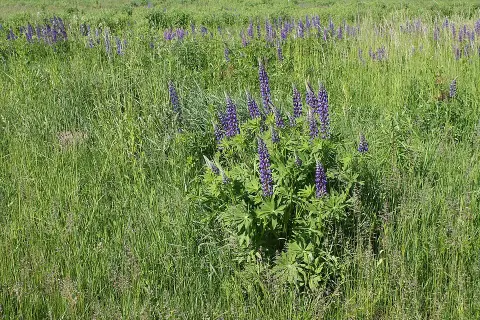 Erdei csillagfürt / Lupinus polyphyllus WESTCOUNTRY 'Terracotta'