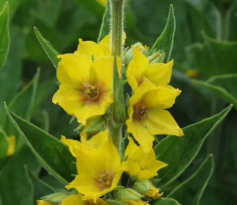 Pettyegetett lizinka / Lysimachia punctata 'Hometown Hero'