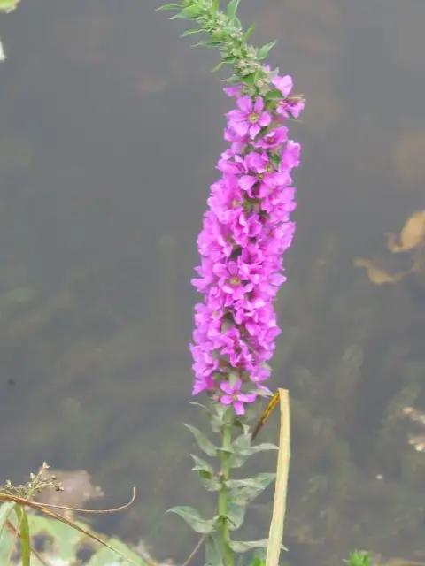 Réti füzény / Lythrum salicaria 'Zigeunerblut'