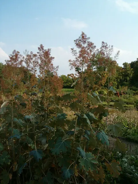 Kistermésű mákkóró / Macleaya microcarpa 'Kelway's Coral Plume'