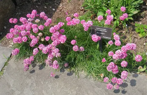 Tengerparti pázsitszegfű / Armeria maritima 'Düsseldorfer Stolz'
