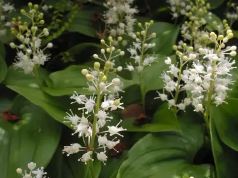 Kétlevelű árnyékvirág / Maianthemum bifolium