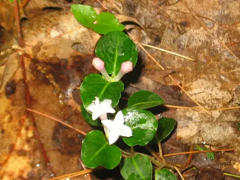 Amerikai buzérrepkény / Mitchella repens
