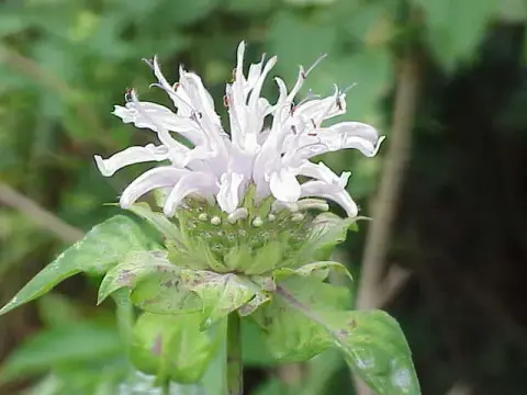 Méhbalzsam / Monarda 'On Parade'