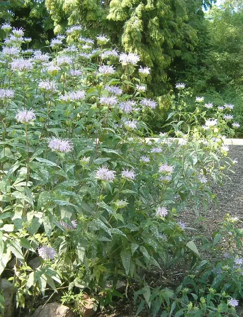 Csöves méhbalzsam / Monarda fistulosa 'Blaustrumpf'