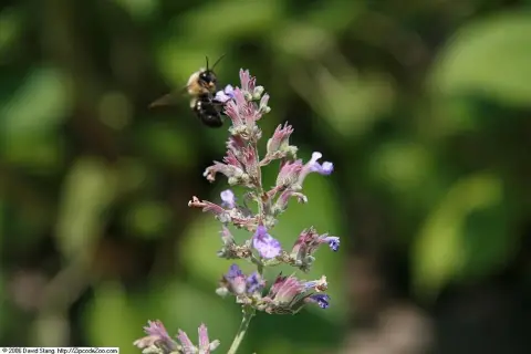 Kerti macskamenta / Nepeta × faassenii 'Junior Walker'