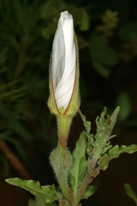 Ligetszépe / Oenothera 'African Sun'