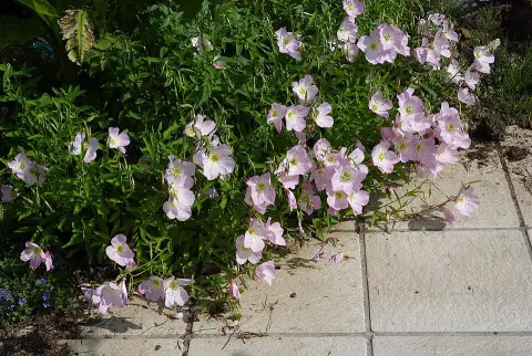 Pompás ligetszépe / Oenothera speciosa 'Siskiyou'