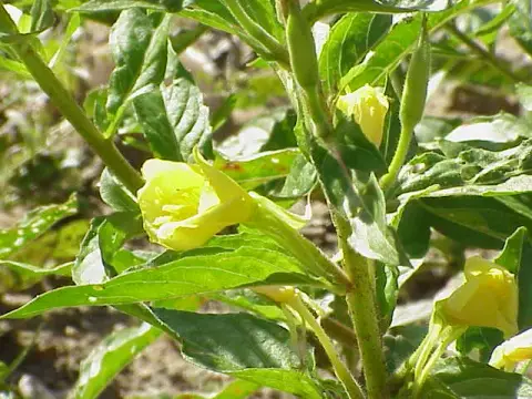 Négyszögletes ligetszépe / Oenothera tetragona
