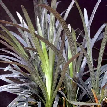 Feketelombú kígyószakáll / Ophiopogon planiscapus 'Niger'