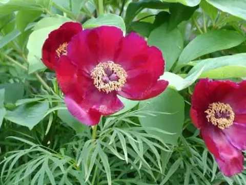 Bazsarózsa / Paeonia × hybrida (Itoh-csoport) 'Bartzella'