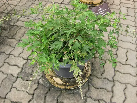 Virágos üröm / Artemisia lactiflora 'Elfenbein'