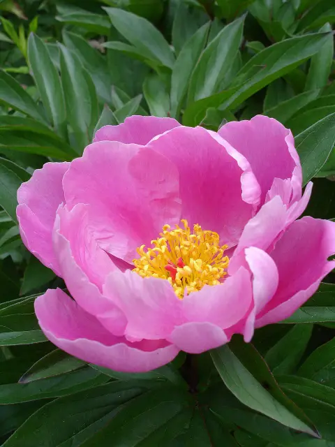 Illatos bazsarózsa / Paeonia lactiflora 'Mr. Ed'