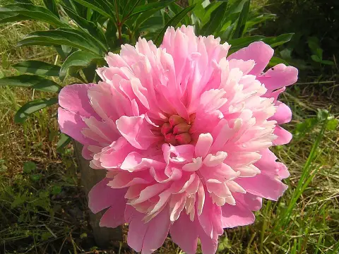 Illatos bazsarózsa / Paeonia lactiflora 'Sarah Bernhardt'