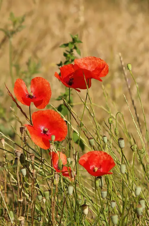 Pipacs / Papaver 'Red Rumble'