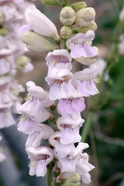 Bugatölcsér / Penstemon QUARTZ® 'Rose'