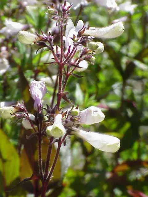 Bíborlevelű bugatölcsér / Penstemon digitalis 'Pocahontas'