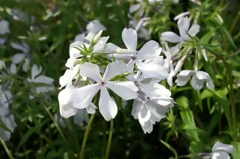 Terpedt lángvirág / Phlox divaricata 'May Breeze'