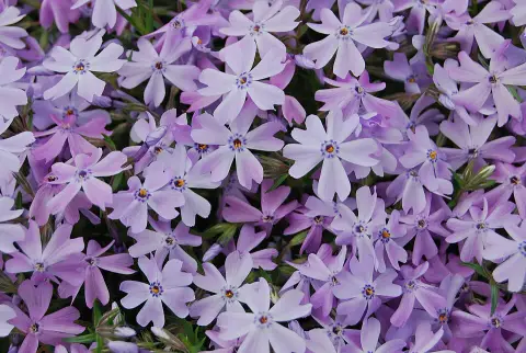 Árlevelű lángvirág / Phlox subulata 'Eye Shadow'