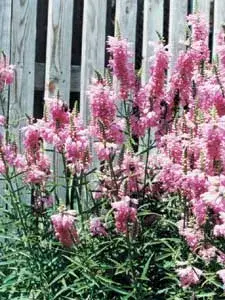 Virginiai füzérajak / Physostegia virginiana 'Pink Manners'