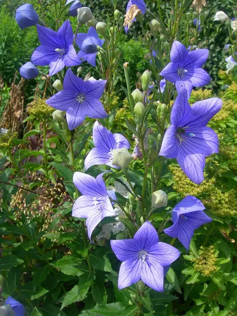 Léggömbvirág / Platycodon grandiflorus HAKONE 'White'