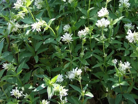 Olasz müge / Asperula taurina